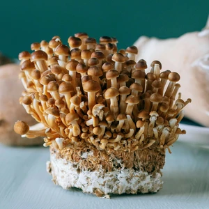 Nameko Mushroom Growing Kit