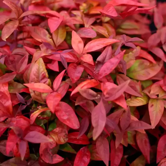 Nandina domestica 'Blush Pink' 2L - image 1