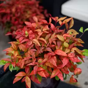 Nandina domestica 'Blush Pink' 9cm - image 2