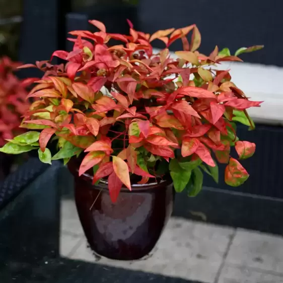 Nandina domestica 'Blush Pink' 5L - image 3