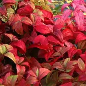 Nandina domestica 'Firepower'