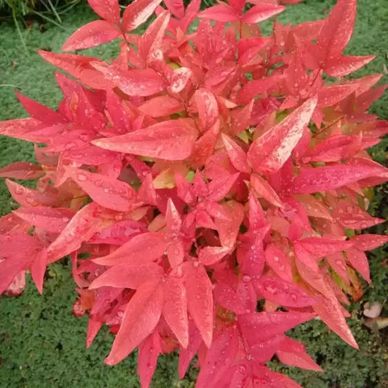 Nandina domestica 'Gulf Stream' 9cm