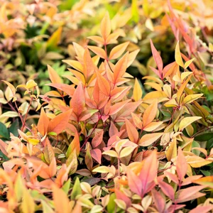 Nandina 'Gulf Stream'
