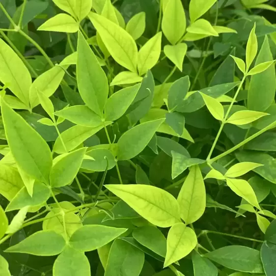 Nandina domestica 'Lemon Lime' 3L - image 1