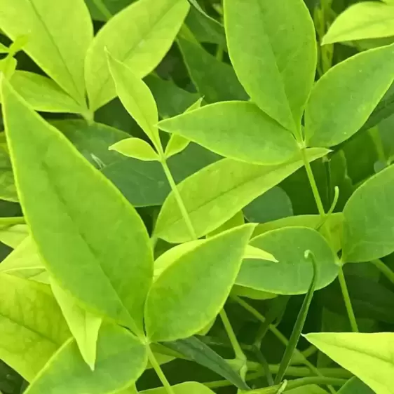 Nandina domestica 'Lemon Lime' 2L - image 2