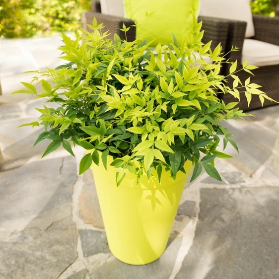 Nandina domestica 'Lemon Lime' 3L - image 4