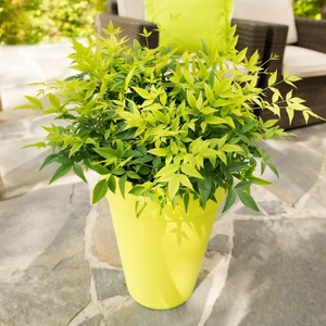 Nandina domestica 'Lemon Lime' 3L - image 4