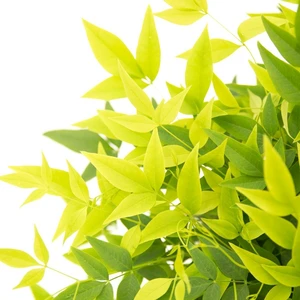 Nandina domestica 'Lemon Lime' 3L - image 1