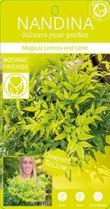 Nandina domestica 'Lemon Lime' 3L - image 6