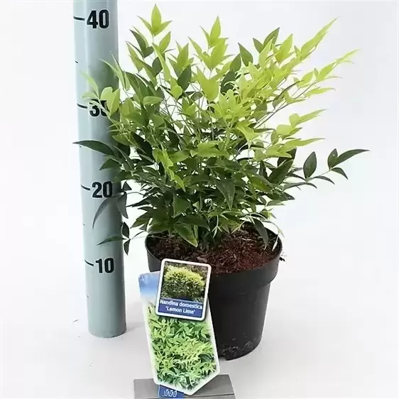 Nandina domestica 'Lemon Lime' 3L - image 3