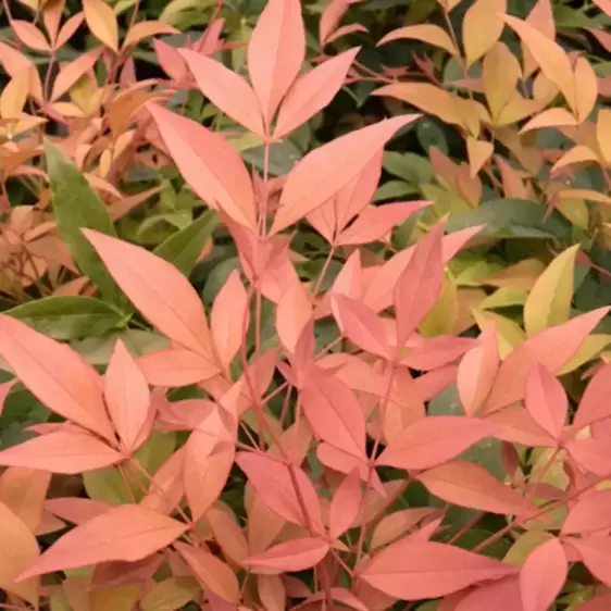 Nandina domestica 'Magical Sunrise' 3L