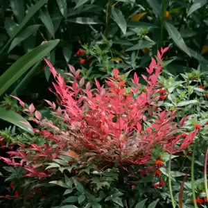 Nandina domestica 'Obsessed' 2L - image 4