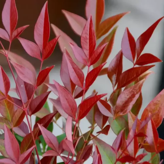 Nandina domestica 'Obsessed' 5L - image 1
