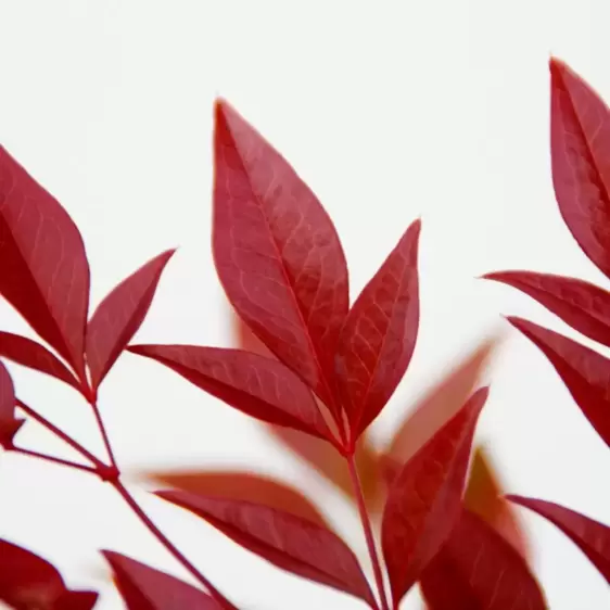 Nandina domestica 'Obsessed' 5L - image 2