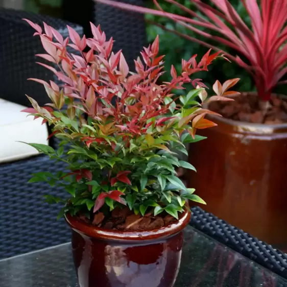 Nandina domestica 'Obsessed' 5L - image 3