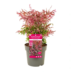 Nandina domestica 'Pretty Flamingo' - image 2