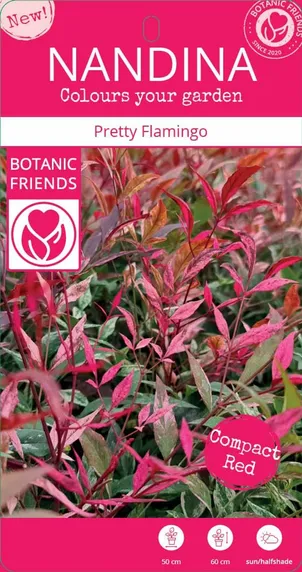 Nandina domestica 'Pretty Flamingo' - image 3
