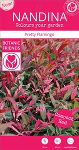 Nandina domestica 'Pretty Flamingo' - image 3