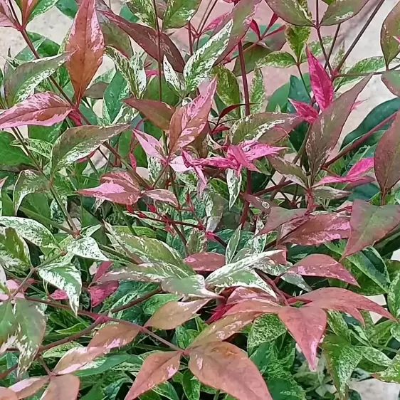 Nandina domestica 'Red Light' 2L - image 1