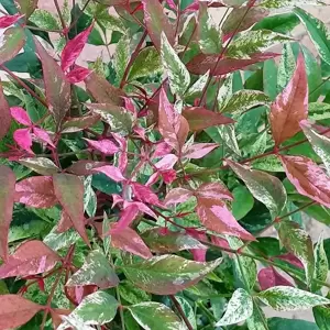 Nandina domestica 'Red Light' 2L - image 2