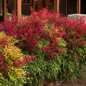 Nandina domestica 'Sienna Sunrise' - image 2