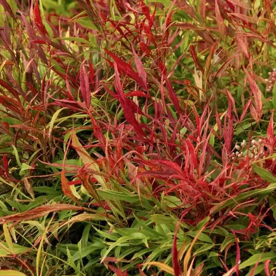 Nandina domestica 'Sienna Sunrise' - image 1