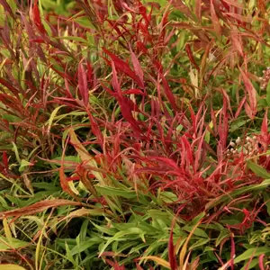 Nandina domestica 'Sienna Sunrise' - image 1