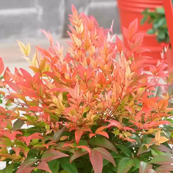 Nandina domestica 'Sunset Boulevard' - image 1