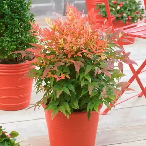 Nandina domestica 'Sunset Boulevard' - image 2