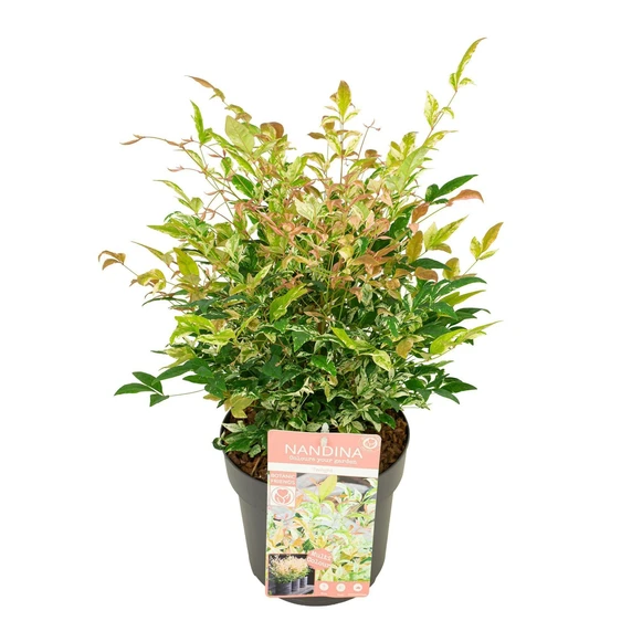 Nandina domestica 'Twilight' - image 5