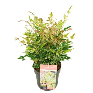 Nandina domestica 'Twilight' - image 5