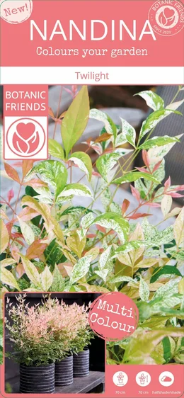 Nandina domestica 'Twilight' - image 6