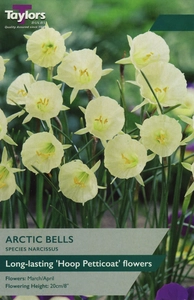 Narcissus Arctic Bells