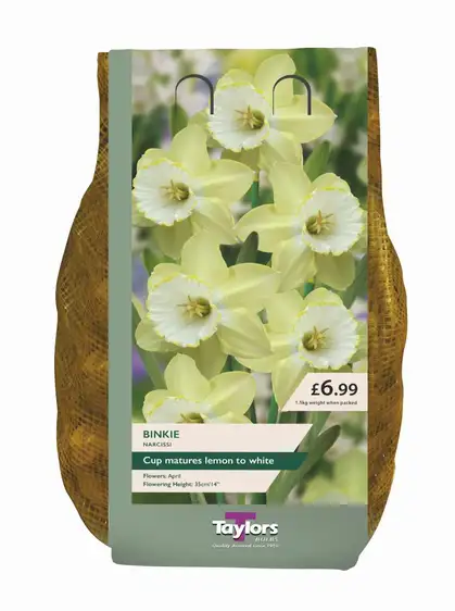 Narcissus Binkie Carri-Pack