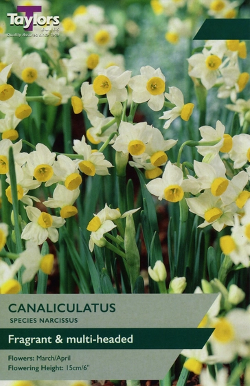 Narcissus Canaliculatus