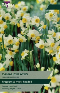 Narcissus Canaliculatus