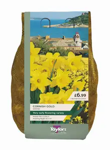 Narcissi Cornish Gold Carri-Pack