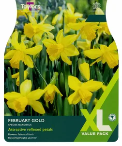 Narcissus February Gold