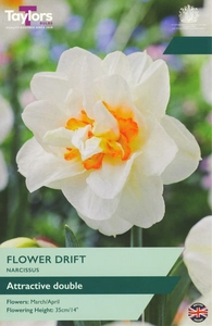 Narcissus Flower Drift