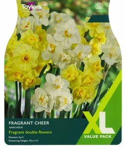 Narcissus Fragrant Cheer