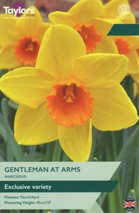 Narcissus Gentleman At Arms