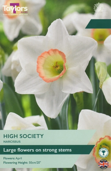Narcissus High Society