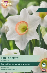 Narcissus High Society