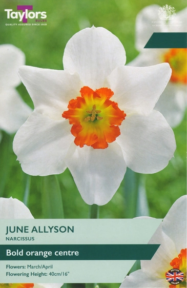 Narcissus June Allyson