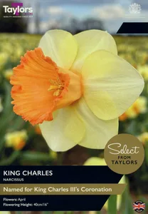 Narcissi King Charles