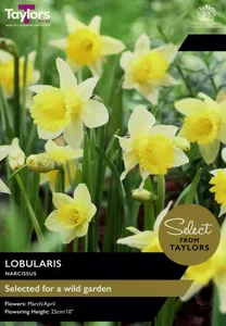 Narcissi lobularis