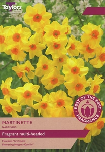 Narcissi Martinette
