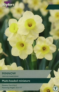 Narcissus Minnow