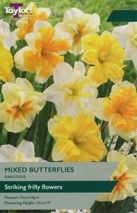 Narcissi Mixed Butterflies