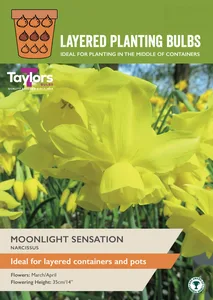 Narcissi Moonlight Sensation
